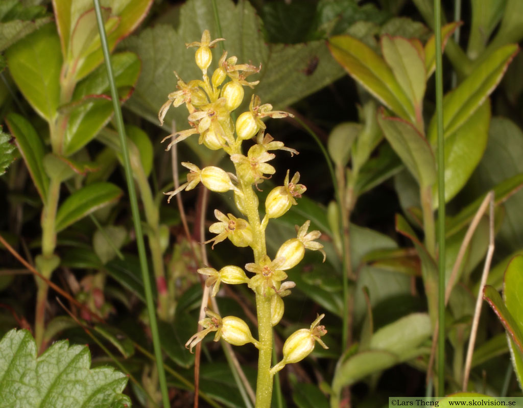 Spindelblomster, Neottia cordata