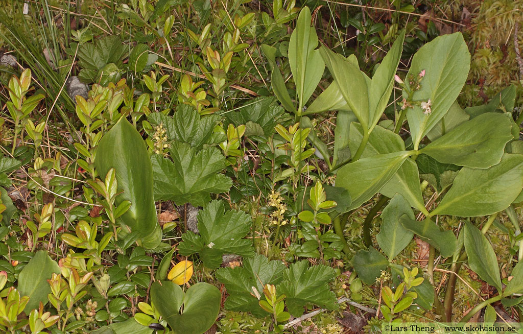 Spindelblomster, Neottia cordata