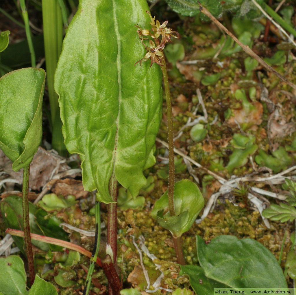 Spindelblomster, Neottia cordata