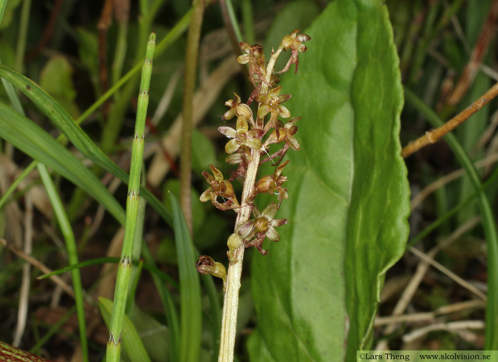 Spindelblomster, Neottia cordata