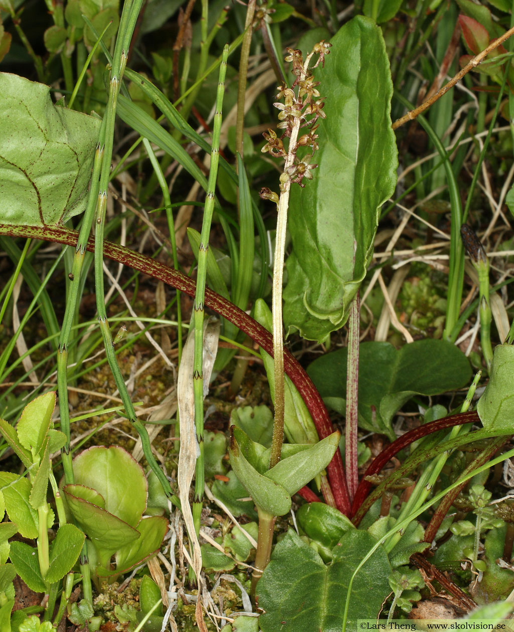 Spindelblomster, Neottia cordata