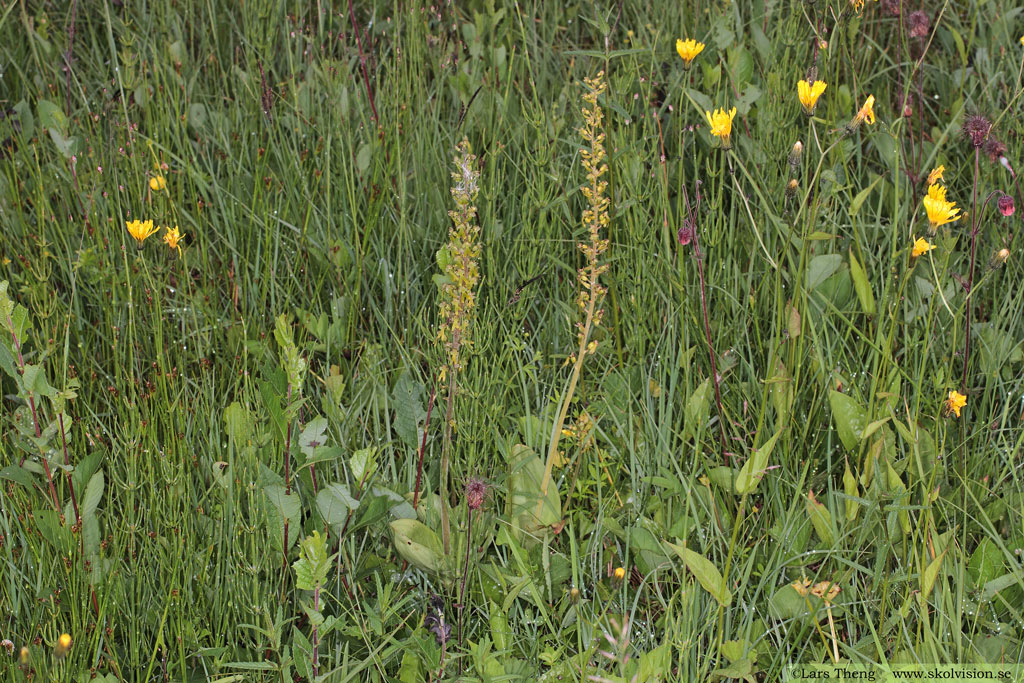 Tvåblad, Neottia ovata