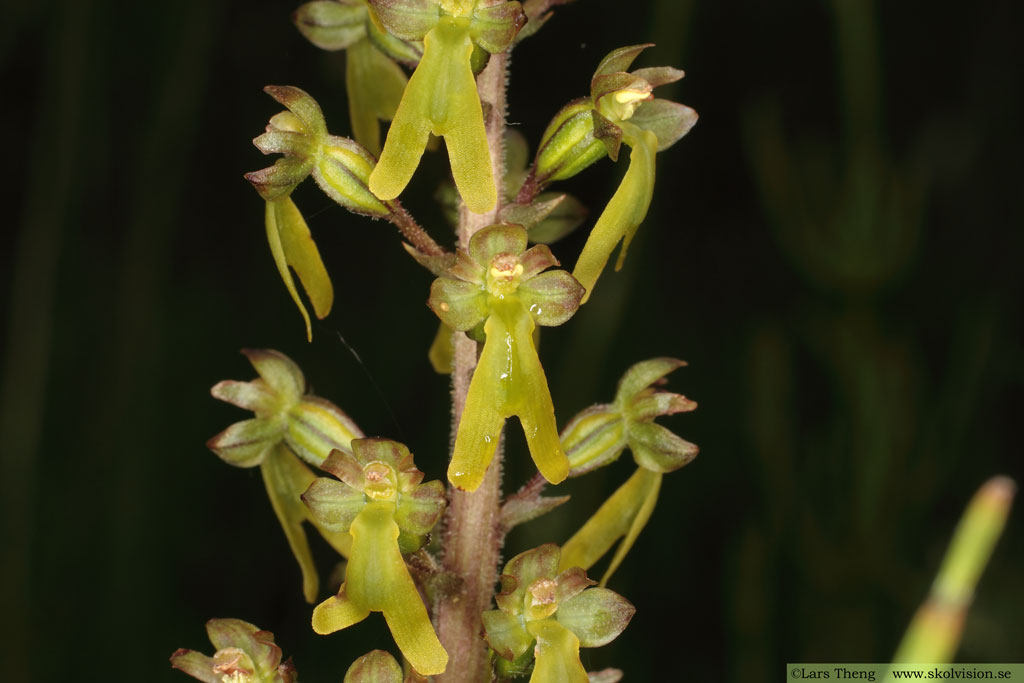 Tvåblad, Neottia ovata