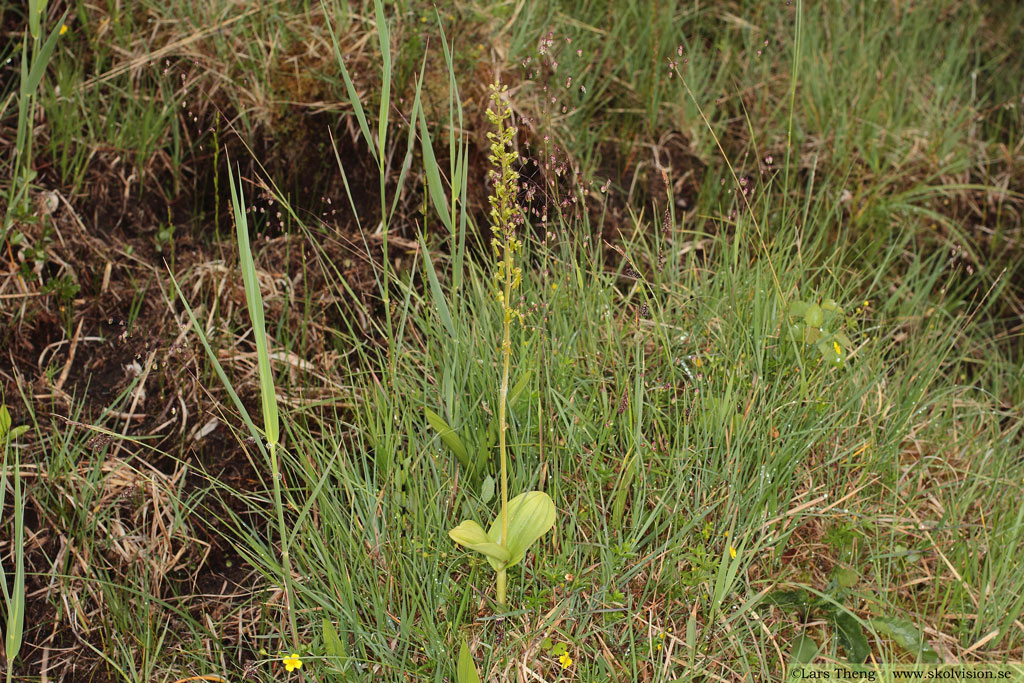 Tvåblad, Neottia ovata