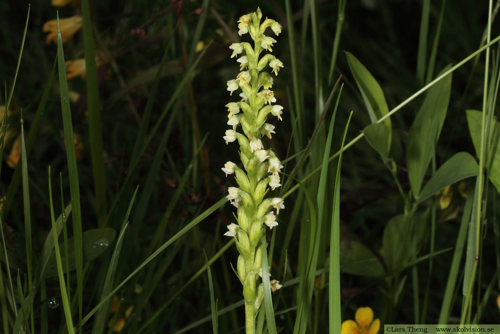 Vityxne, Pseudorchis albida