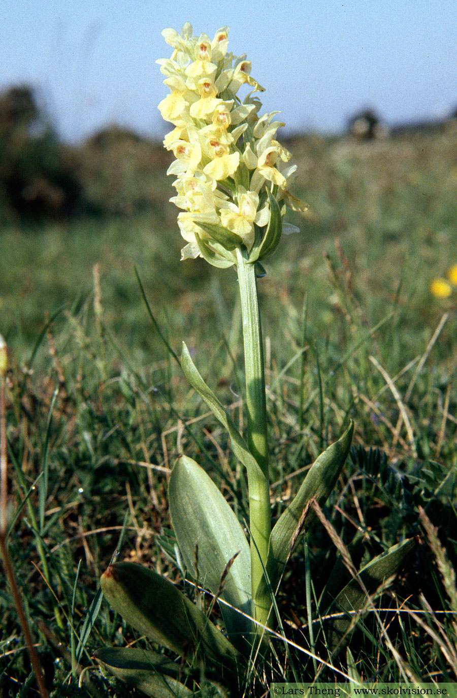 Adam och Eva, Dactylorhiza sambucina