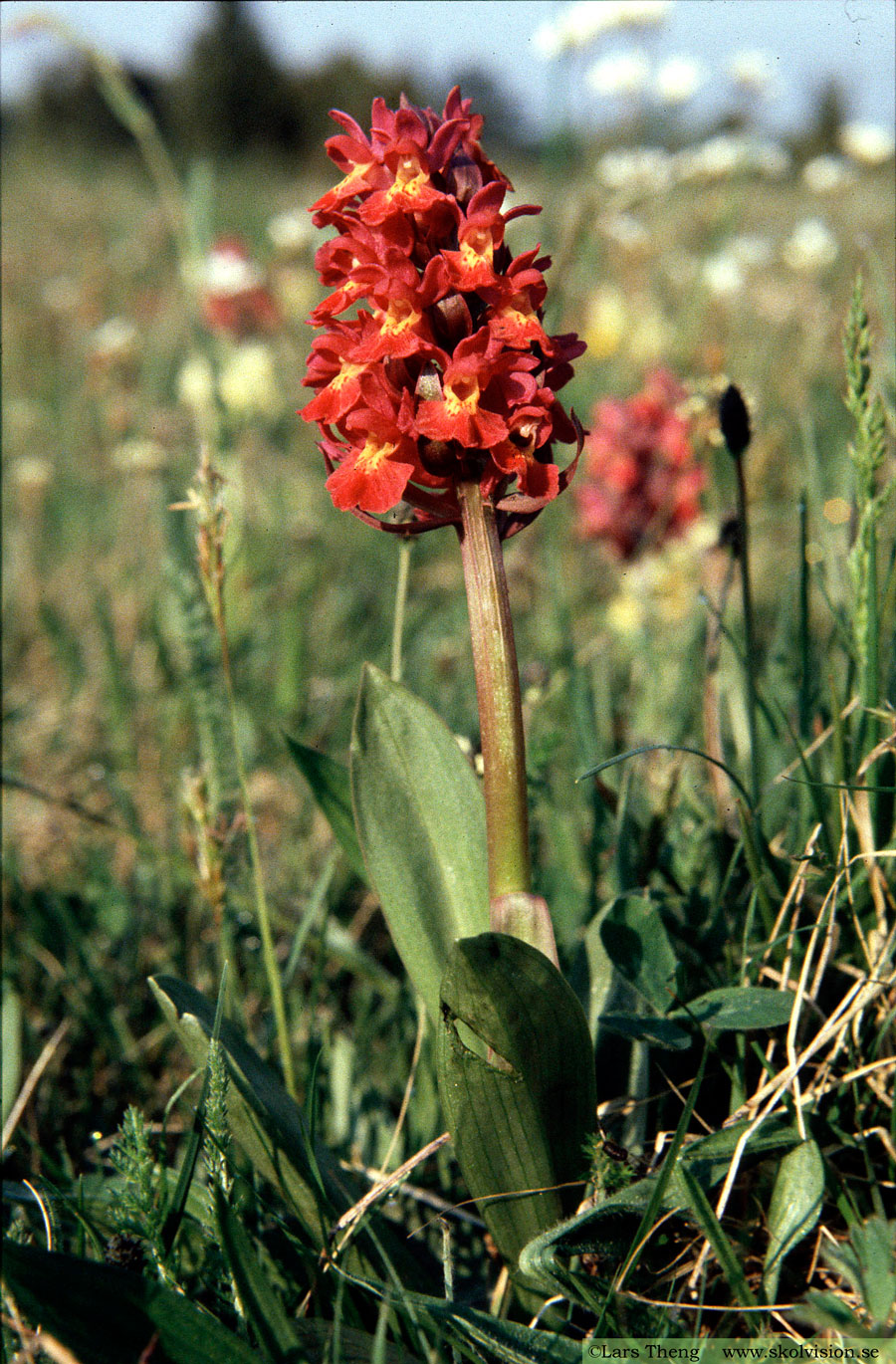 Adam och Eva, Dactylorhiza sambucina