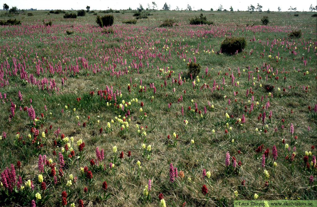 Adam och Eva, Dactylorhiza sambucina