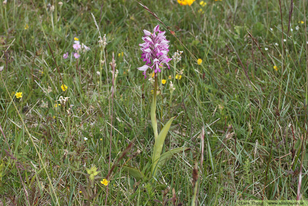 Johannesnycklar, Orchis militaris