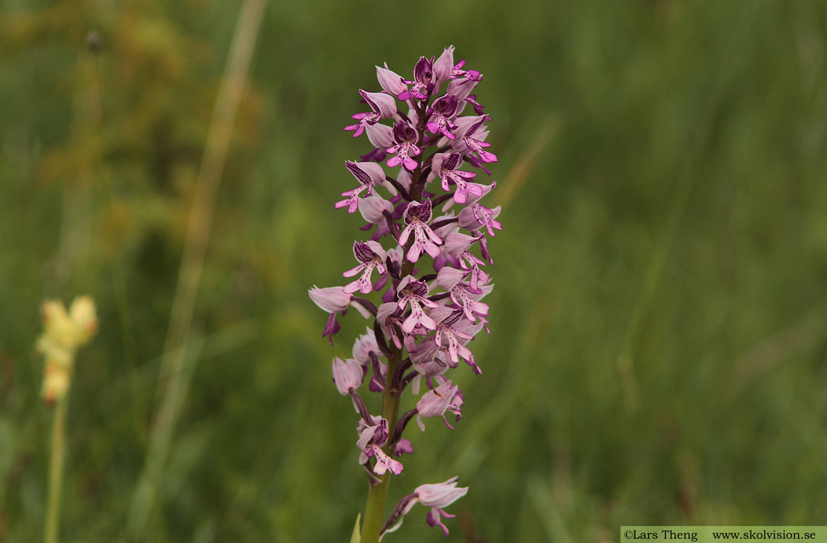 Johannesnycklar, Orchis militaris