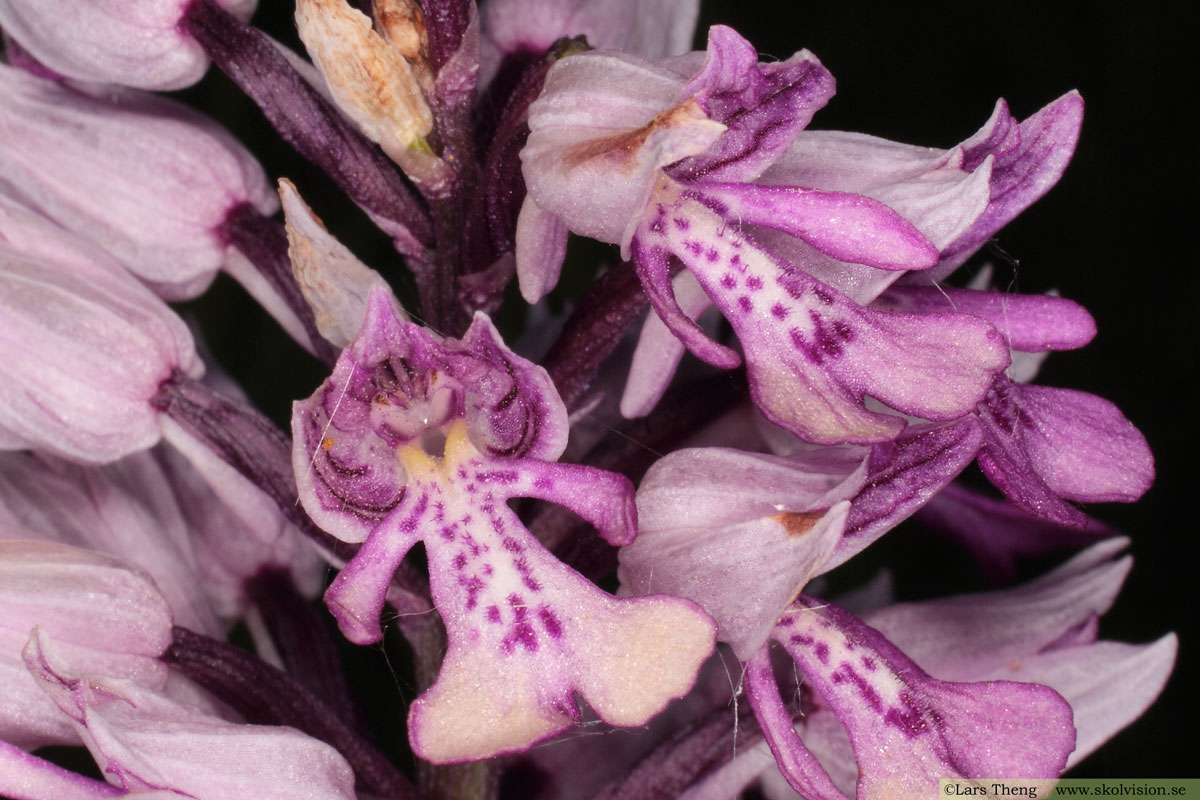 Johannesnycklar, Orchis militaris