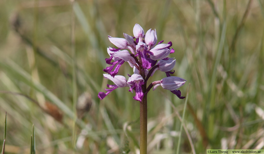 Johannesnycklar, Orchis militaris