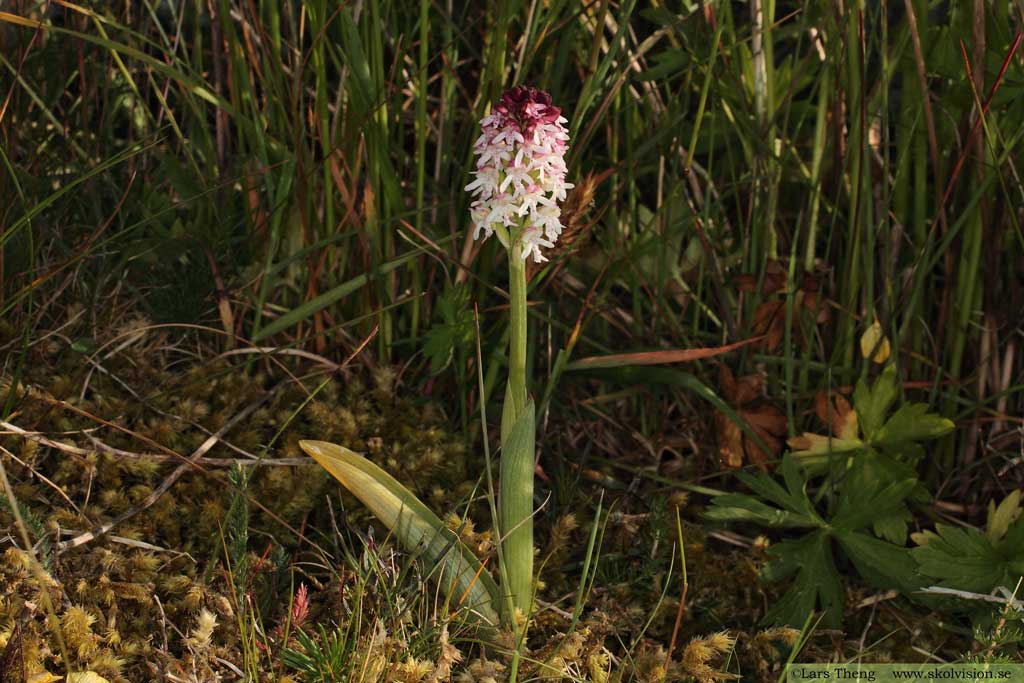 Krutbrännare, Neotinea ustulata