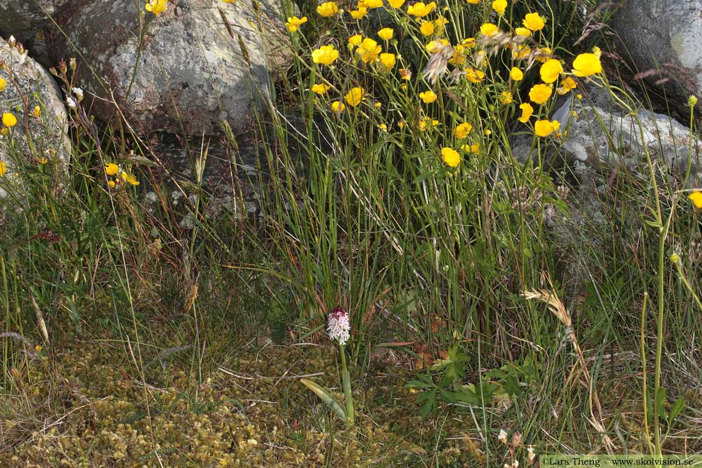 Krutbrännare, Neotinea ustulata