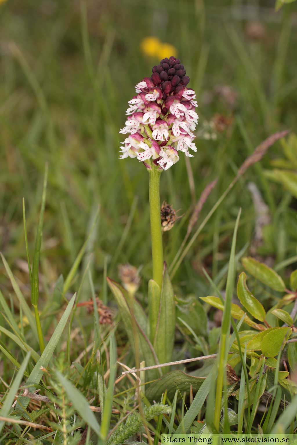 Krutbrännare, Neotinea ustulata