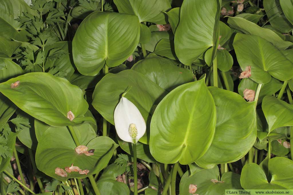 Missne, Calla palustris