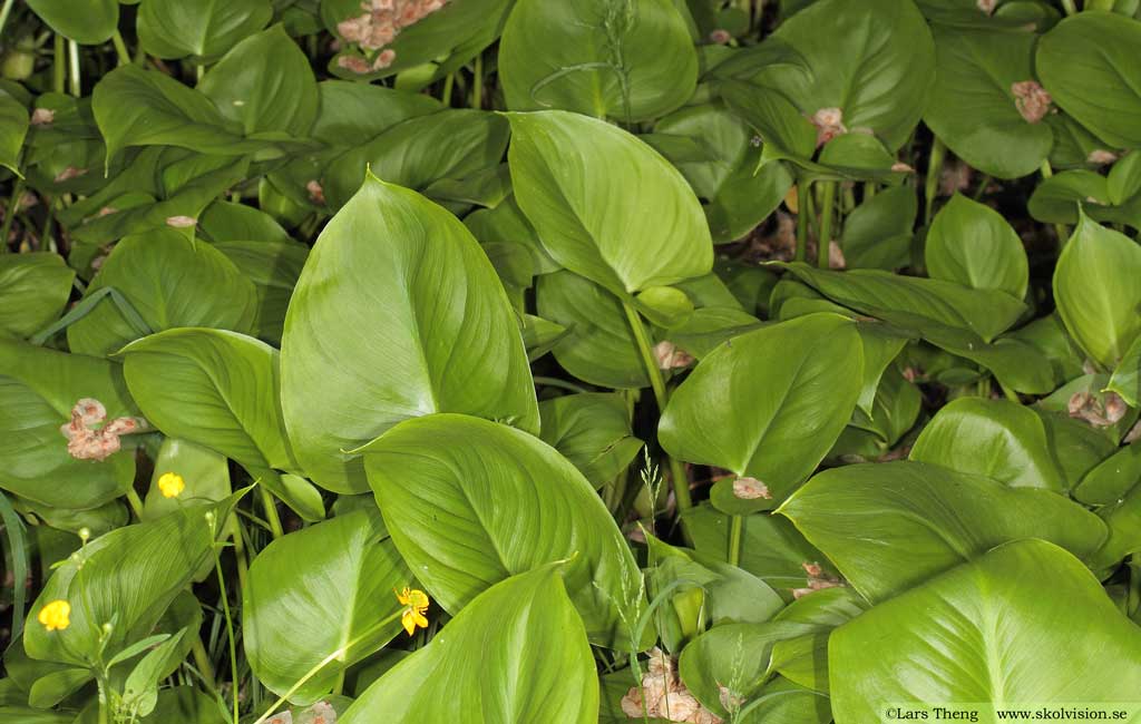 Missne, Calla palustris