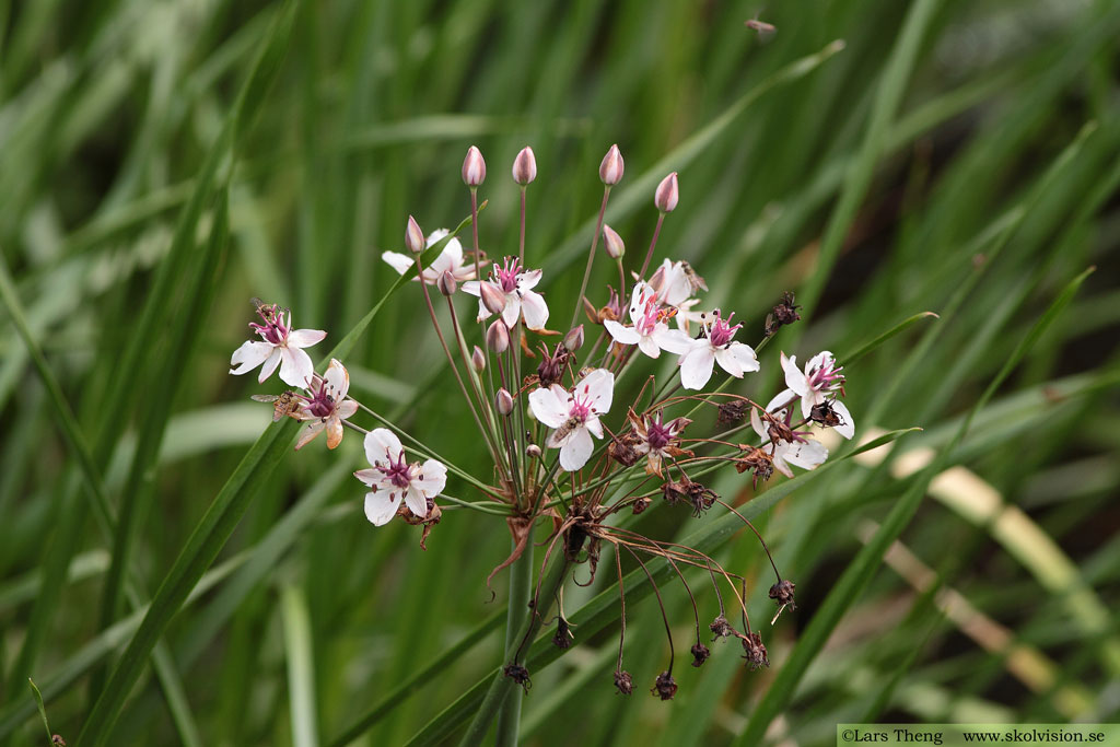 Blomvass, Butomus umbellatus