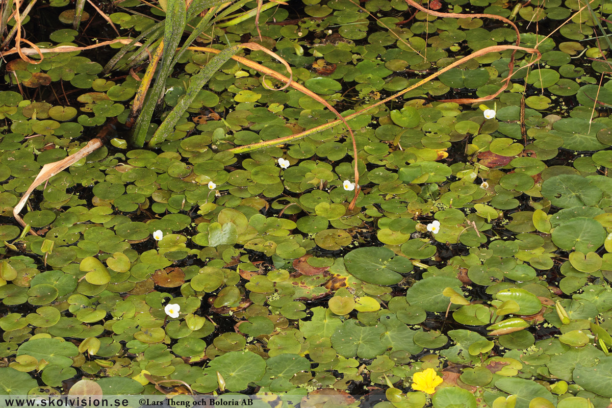 Ekorrbär, Maianthemum bifolium