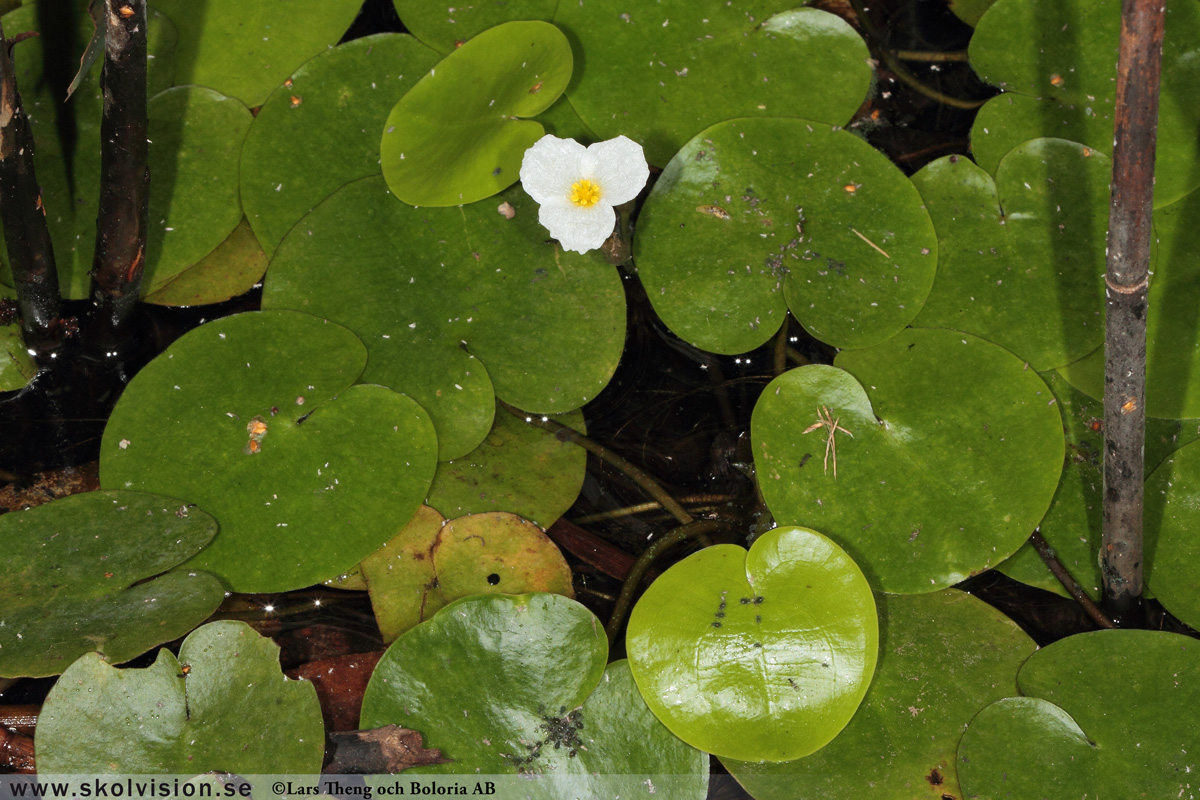 Ekorrbär, Maianthemum bifolium