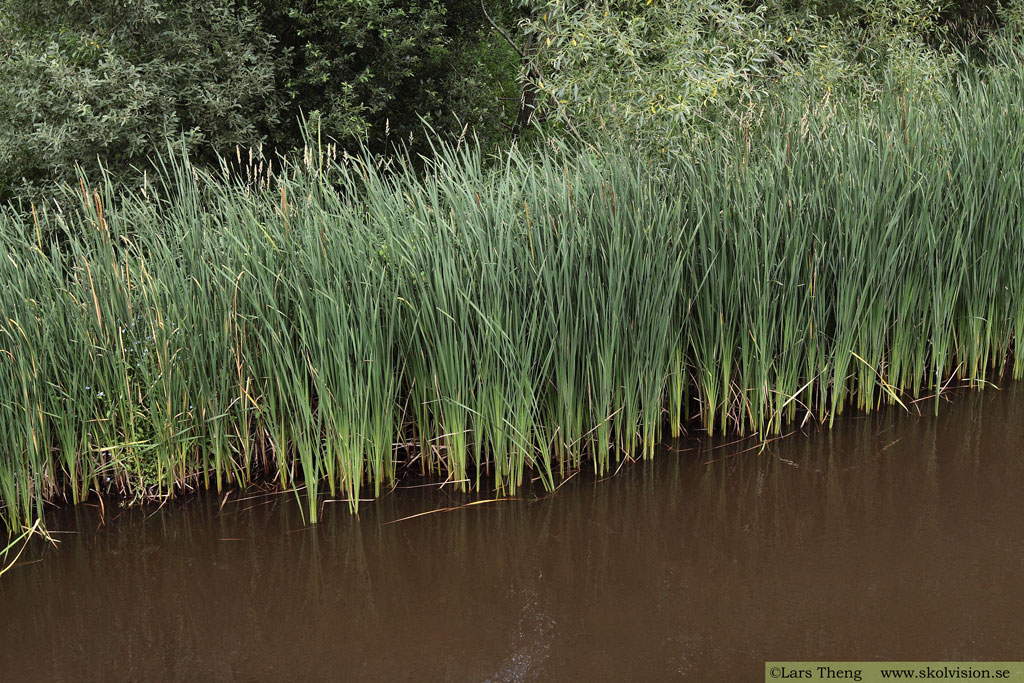 Smalkaveldun, Typha angustifolia