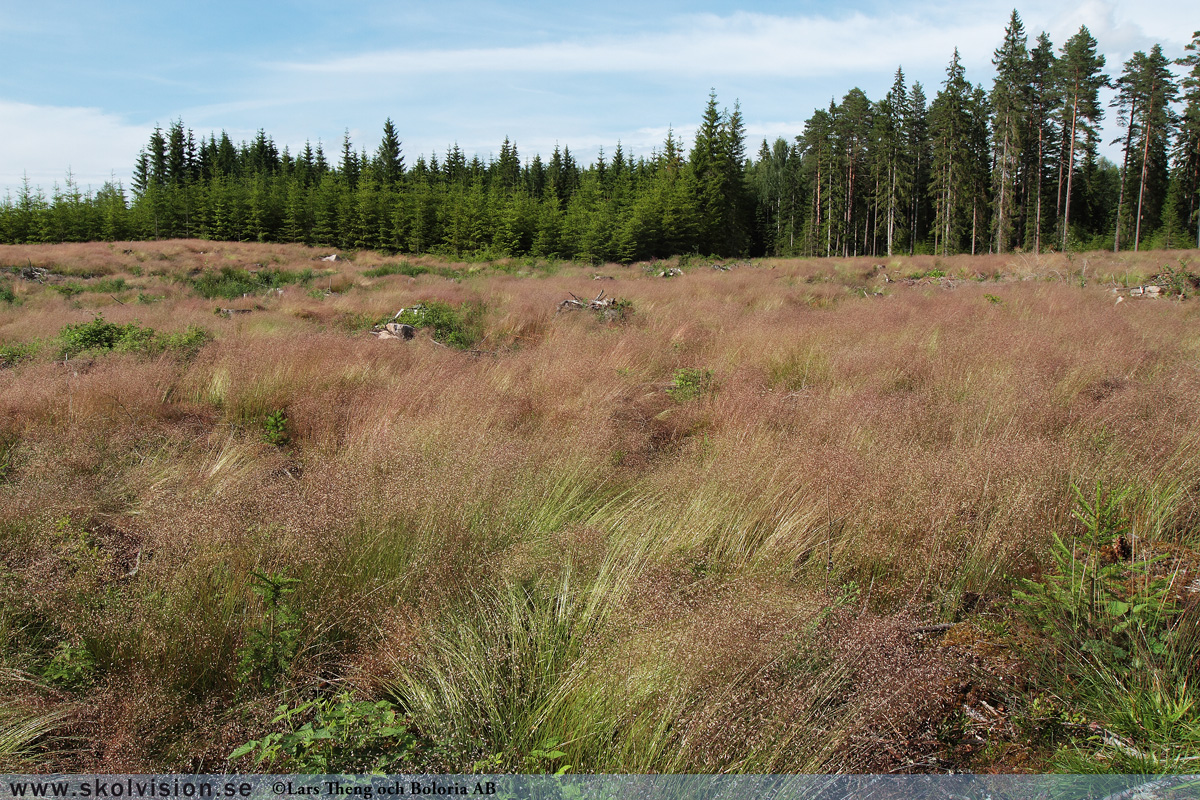 Kruståtel, Avenella flexuosa