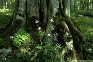 Avenbok, Carpinus betulus