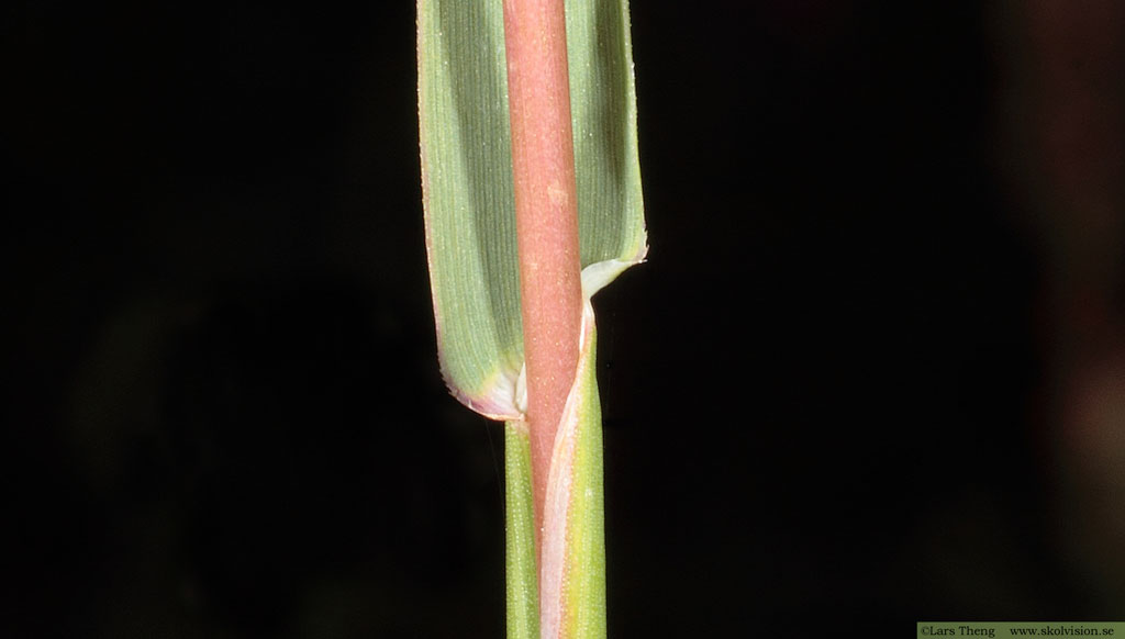 Flentimotej, Phleum phleoides